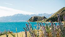 图片来自新西兰，展示了海滩和鲜花盛开的山脉